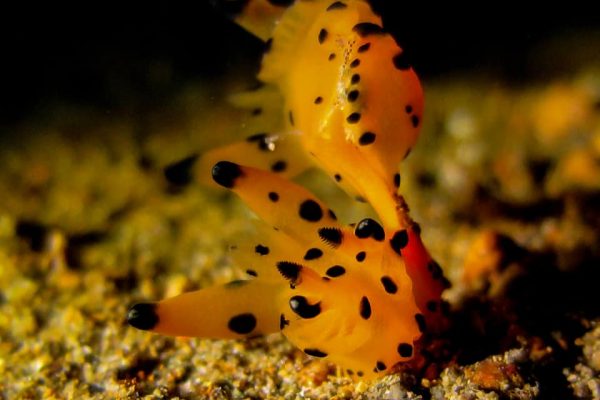 Anilao-3