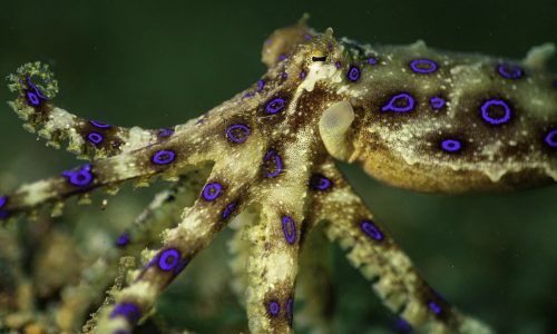 Anilao_2019_12-124
