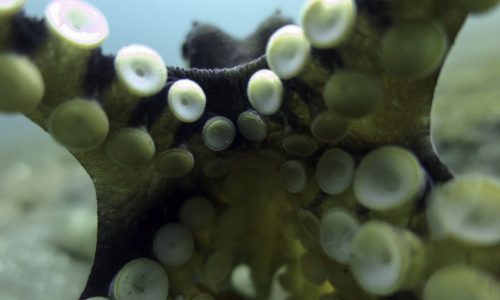 Lembeh_2016_09-229