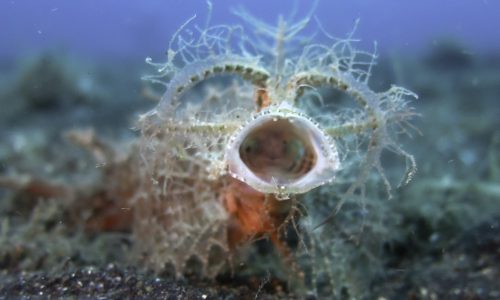 Lembeh_2017_09-138
