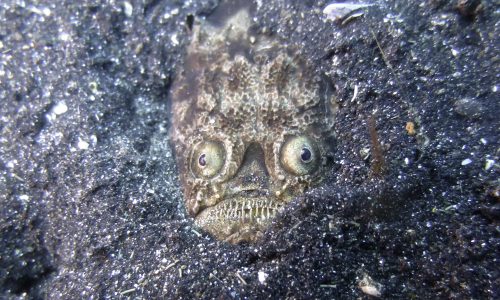 Lembeh_2017_09-173